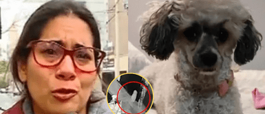 El perrito se escapó de centro veterinario. Perrito escapó de veterinaria y su familia otorgará recompensa de s/ 2.000 por hallarlo