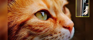 El gatito falleció luego de ser atendido por los especialistas. Condenan a DOS AÑOS DE PRISIÓN a sujeto que lanzó a un GATO de un edificio