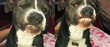 Perrito tiene curiosa reacción cuando le preguntan: "¿Cómo te hizo el gato?" | VIDEO Perrito tiene curiosa reacción cuando le preguntan: "¿Cómo te hizo el gato?" | VIDEO