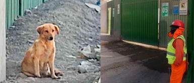 La canina se encuentra en un predio en Comas. Perrita sufre desgarro en el abdomen y jóvenes piden ayuda para rescatarla