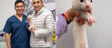 Natalia Málaga compartió información sobre los hurones. Natalia Málaga y su emotivo mensaje a su mascota: "Mi ratis pudo recibir tratamiento hormonal"