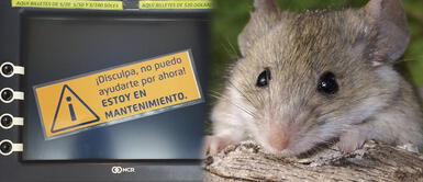 Ratón se comió una millonaria cantidad de billetes Insólito: un ratón se metió a un cajero automático y se devoró casi 70 mil soles