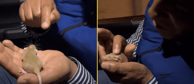 El roedor se dejó acariciar por su abuelito. Joven afirma que su papá odia los roedores, pero le da amor a su ratón