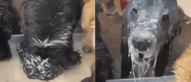 Perrito hambriento toma su sopa con desesperación hasta remojar toda su cabeza Perrito hambriento toma su sopa con desesperación hasta remojar toda su cabeza