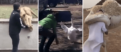 Reencuentro de animales con sus dueños se viraliza y enternece a usuarios Reencuentro de animales con sus dueños se viraliza y enternece a usuarios