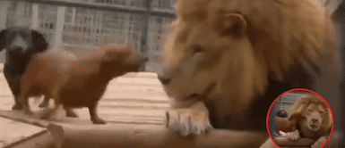 Los perritos se emocionaron al ver al gran felino. Dos perros salchichas atacaron ferozmente a un león, pero este los acarició