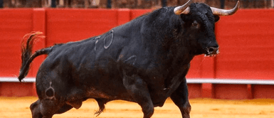 Toro "se hizo el muerto" y mató al carnicero que iba a rematarlo: iba a vender su carne Toro "se hizo el muerto" y mató al carnicero que iba a rematarlo: iba a vender su carne