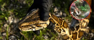 El enorme animal se tragó entera a su víctima. Una pitón devoró a una mujer y vecinos lograron sacar su cadáver en Indonesia