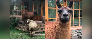 Llama se vuelve viral por intentar escupirle a su papá humano. Llama se vuelve viral por intentar escupirle a su papá humano.