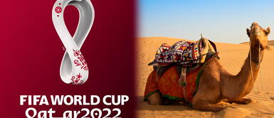 El virus del camello es una de las grandes preocupaciones del Mundial Qatar 2022 Virus del camello es más peligrosa que la COVID-19 y se podría propagar en Qatar 2022