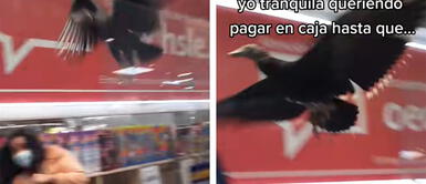 Gallinazo entra a tienda de ropa y espanta a clientes TikTok Viral: gallinazo entra a tienda de ropa y espanta a clientes | VIDEO