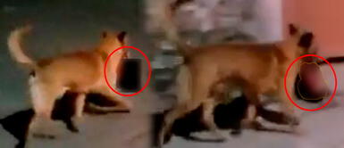 Perro lleva cabeza de un humano en México De terror: Perro es captado caminando con una cabeza humana en su hocico | VIDEO