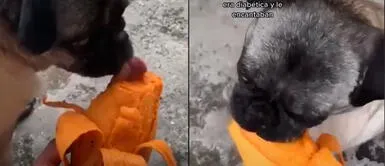 La perrita 'Lunita' cumplió su antojo antes de ser dormida PERRITA cumple su antojo antes de ser dormida: "Su último mango"