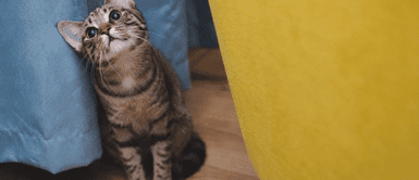 Expertos estudian sobre el comportamiento felino. Los gatos distinguen cuando su dueño o dueña habla con ellos, según estudio