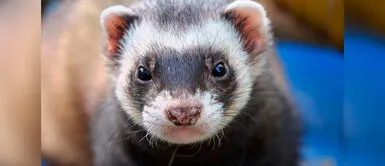Conoce los cuidados de los hurones en casa. Conoce todo lo que debes saber sobre los hurones