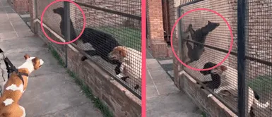 Un PERRO se volvió tendencia en REDES SOCIALES por curiosa REACCIÓN ante otra mascota Un PERRO se volvió tendencia en REDES SOCIALES por curiosa REACCIÓN ante otra mascota