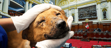 Aprueban ley para que el SOAT se active en caso animales domésticos sufran accidentes de tránsito Congreso: Aprueban ley para que el SOAT se active en caso animales domésticos sufran ACCIDENTES de TRÁNSITO