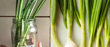 Existe un tip para sembrar la cebolla china en casa y de forma rápida. ¿Cómo sembrar una cebolla china en casa con resultados rápidos y sin pesticidas?