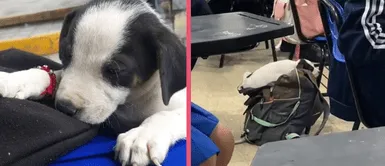 Alumnos de un colegio adoptan a un cachorro tras encontrarlo abandonado y se vuelve viral en TikTok Alumnos de un colegio adoptan a un cachorro tras encontrarlo abandonado y se vuelve viral en TikTok