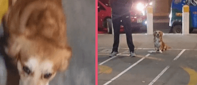 Joven es recibida por su perrito a las afueras de la estación del tren al mismo estilo de “Hachiko” Joven es recibida por su perrito a las afueras de la estación del tren al mismo estilo de “Hachiko”