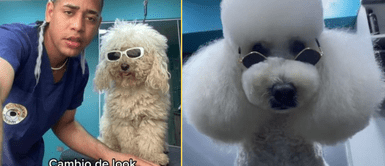 El perrito se mostró emocionado con su cambio de look. Veterinario le hace corte moderno a perrito y enamora en redes sociales