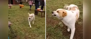 Perrito enternece al sonreír cada vez que le dicen 'sonrisa' | VIDEO Perrito enternece al sonreír cada vez que le dicen 'sonrisa' | VIDEO
