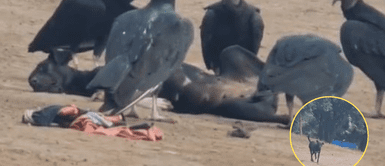 Perrito se asustó al ver al grupo de aves. Perro dormía en la arena y gallinazos se acercaron porque creyeron que estaba muerto | VIDEO