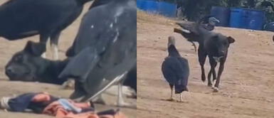 TikTok: perro se queda profundamente dormido y gallinazos lo quisieron cenar TikTok: perro se queda profundamente dormido y gallinazos lo quisieron cenar
