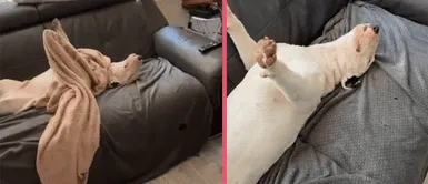 MASCOTAS: PERRO se vuelve TENDENCIA en redes sociales por peculiar forma de DORMIR MASCOTAS: PERRO se vuelve VIRAL en TIKTOK por divertida forma de DORMIR