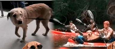 MASCOTAS: Cuatro DEPORTISTAS suecos ADOPTAN a un PERRITO callejero mientras participando en el CAMPEONATO Mundial Huairasinchi 2014 en Ecuador MASCOTAS: Cuatro DEPORTISTAS suecos ADOPTAN a un PERRITO callejero mientras participando en el CAMPEONATO Mundial Huairasinchi 2014 en Ecuador