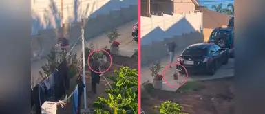 MASCOTAS: Un REPARTIDOR de periódico es PERSEGUIDO por un GALLO impidiéndole cumplir con sus labores y se vuelve viral MASCOTAS: Un REPARTIDOR de periódico es PERSEGUIDO por un GALLO impidiéndole cumplir con sus labores y se vuelve viral