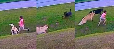 Échate, mi hijo, que yo me encargo: perro le salva la vida a niño y es viral en redes sociales "Échate, mi hijo, que yo me encargo": perro le salva la vida a niño y es viral en redes sociales