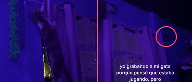 Joven se ASUSTA al creer que grababa a su GATO jugar, pero la mascota perseguía una RATA dentro de su HABITACIÓN Joven se ASUSTA al creer que grababa a su GATO jugar, pero la mascota perseguía una RATA dentro de su HABITACIÓN