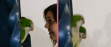 MASCOTAS: LORITOS se vuelven virales en TIKTOK por BAILAR junto a su mamá humana ‘La bachata’ de Manuel Turizo MASCOTAS: LORITOS se vuelven virales en TIKTOK por BAILAR junto a su mamá humana ‘La bachata’ de Manuel Turizo