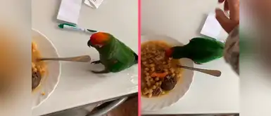 MASCOTAS: LORO se sube a la MESA y COME del plato de su DUEÑA y se vuelve viral en TikTok MASCOTAS: LORO se sube a la MESA y COME del plato de su DUEÑA y se vuelve viral en TikTok