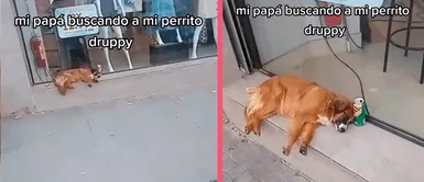 MASCOTAS: Un perrito escapa de su hogar y es encontrado en la ventana de una tienda con una lata de cerveza a su costado MASCOTAS: Un perrito escapa de su hogar y es encontrado en la ventana de una tienda con una lata de cerveza a su costado