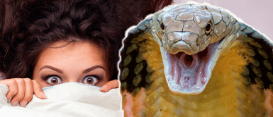 ¿Qué significa soñar que una serpiente me muerde la mano?: ¿Debería preocuparme? ¿Qué significa soñar que una serpiente me muerde la mano?: ¿Debería preocuparme?