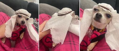 Catar 2022: familia sorprende a usuarios y vive la fiebre del mundial junto a su mascota Catar 2022: familia sorprende a usuarios y vive la fiebre del mundial junto a su mascota