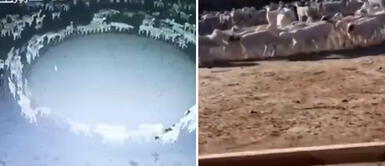 ¿Mal augurio? Cientos de ovejas caminan en círculo durante dos semanas ¿Mal augurio? Cientos de ovejas caminan en círculo durante dos semanas