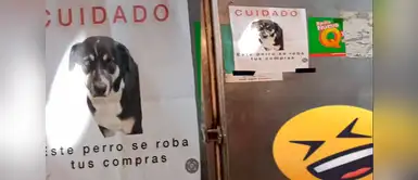 Perrito se vuelve tendencia en TikTok por ser ladrón en mercado. Perrito se vuelve tendencia en TikTok por ser ladrón en mercado.