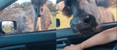 Instagram también tiene videos divertidos de animales. Instagram también tiene videos divertidos de animales.