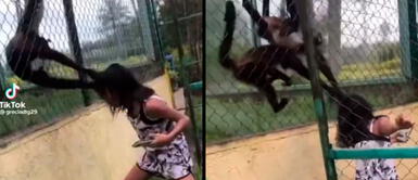 Niña fue agredida por dos monos en zoológico Niña molestó a monos y los animales perdieron el control y la atacaron | VIDEO