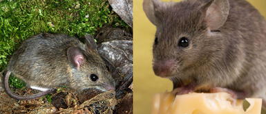 Desaparece 200 kilos de marihuana y la Policía responsabiliza a las ratas Desaparece 200 kilos de marihuana y la Policía responsabiliza a las ratas