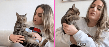 El gatito se mostró muy engreído con su mamá humana. Gatito berrinchudo se pone a llorar tras broma de su dueña con cepillo | VIDEO