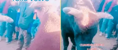 La señora se puso sensible al mirar a su torito. Mujer se vuelve a ver con SU TORO que se perdió y ambos se ponen sentimentales | VIDEO