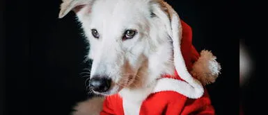 El evento ayudará a cientos de perritos que viven en refugios. "NAVIDAD sin hambre 2022": Buscan recaudar alimento para más de 500 PERRITOS rescatados