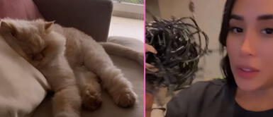 Gatito de Melissa Paredes luce emocionado en su nueva casa. Gatito de MELISSA PAREDES disfruta tierno momento a puertas de las fiestas navideñas