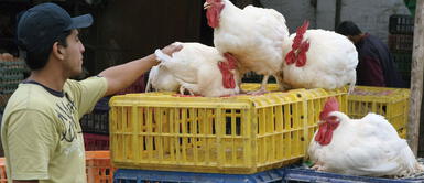 no se presenta riesgos para el consumo de carne o huevos de aves domésticas GRIPE AVIAR: ¿Es más peligrosa y contagiosa que la COVID-19?