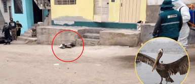 La gripe aviar ha causado gran preocupación en la ciudad. VECINOS preocupados por PELÍCANO MORIBUNDO que fue encontrado en SJM