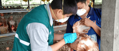 Conoce todos los detalles de la gripe aviar. ¿Qué es la gripe aviar? Conoce los síntomas de este mal y qué precauciones debes tomar